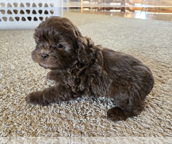 Medium Photo #3 ShihPoo Puppy For Sale in CARLYLE, IL, USA