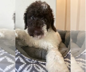 Poodle (Standard) Puppy for sale in FRESNO, CA, USA