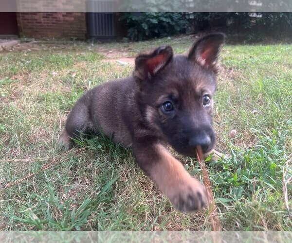 Medium Photo #1 German Shepherd Dog Puppy For Sale in TUCKER, GA, USA