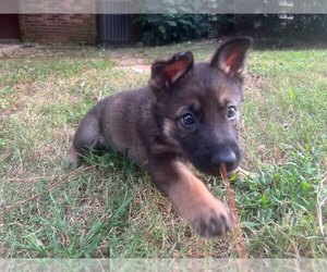 Medium German Shepherd Dog