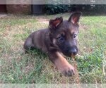 Puppy Chase German Shepherd Dog