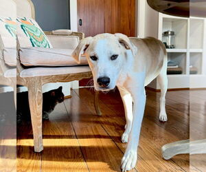 Great Pyrenees-Unknown Mix Dogs for adoption in Germantown, OH, USA