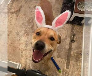 Labrador Retriever-Unknown Mix Dogs for adoption in Coldwater, MI, USA