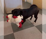Small #1 Mutt