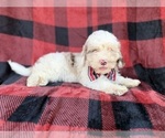 Small #6 Cockapoo (Miniature)