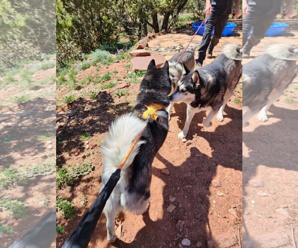 Medium Photo #5 Siberian Husky Puppy For Sale in Cedar Crest, NM, USA