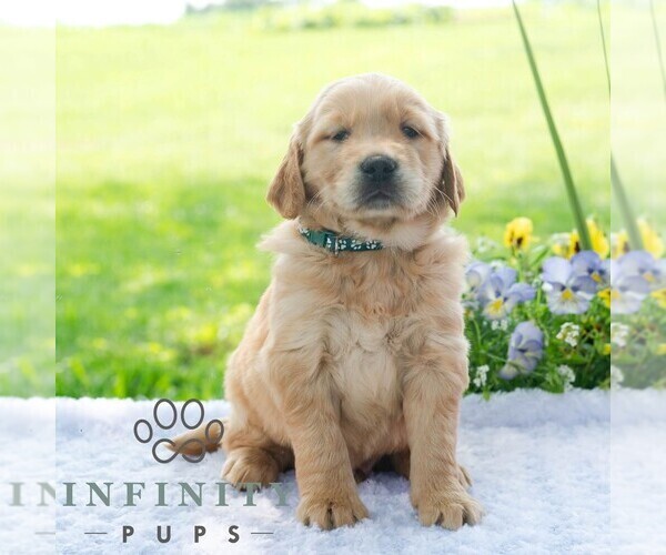 Medium Photo #4 Golden Retriever Puppy For Sale in NEWPORT, PA, USA