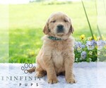 Small #3 Golden Retriever