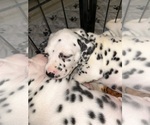 Small #4 Dalmatian