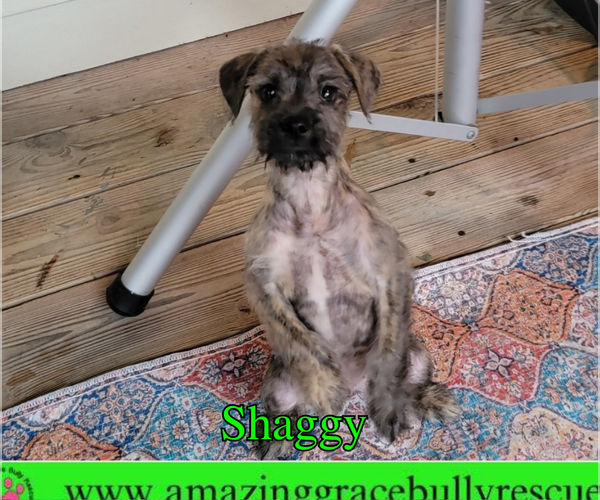 Medium Photo #4 Mutt Puppy For Sale in Pensacola, FL, USA