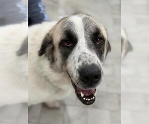 Anatolian Pyrenees Dogs for adoption in Canfield, OH, USA