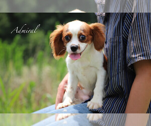 Cavalier King Charles Spaniel Puppy for sale in BLUFORD, IL, USA