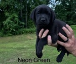 Puppy Neon Green Labrador Retriever