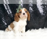 Puppy Moon Pie AKC Cavalier King Charles Spaniel