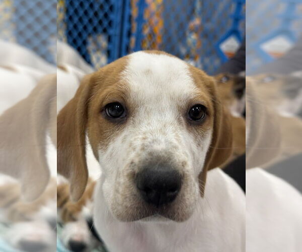 Medium Photo #4 Mutt Puppy For Sale in Wenonah, NJ, USA