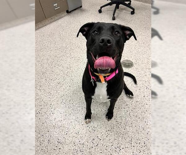 Medium Photo #1 Labrador Retriever-Unknown Mix Puppy For Sale in Brighton, CO, USA
