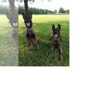 Small Photo #2 Belgian Malinois Puppy For Sale in BOLIVAR, MO, USA