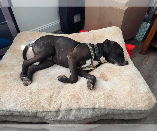 Medium Photo #2 Mutt Puppy For Sale in Spotsylvania, VA, USA