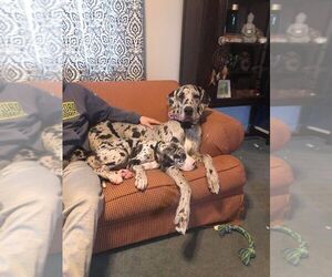 Great Dane Puppy for sale in SPRAGGS, PA, USA