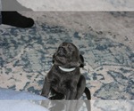 Puppy 8 Labrador Retriever