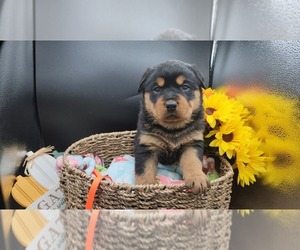 Shepweiller Puppy for Sale in LAGRANGE, Indiana USA