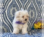 Small Photo #3 Maltipoo Puppy For Sale in LANCASTER, PA, USA