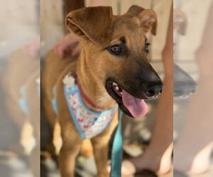 Doberman Pinscher-Unknown Mix Dogs for adoption in Salt Lake City, UT, USA