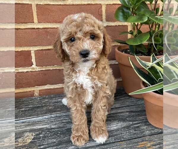 Medium Photo #3 Goldendoodle (Miniature) Puppy For Sale in LEOLA, PA, USA