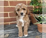 Small #2 Goldendoodle (Miniature)