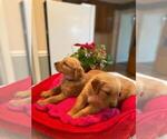 Small #19 Golden Retriever