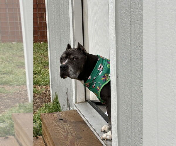 Medium Photo #3 Staffordshire Bull Terrier Puppy For Sale in Oak Bluffs, MA, USA