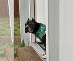 Small #2 Staffordshire Bull Terrier