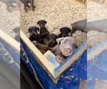 Small #23 Doberman Pinscher