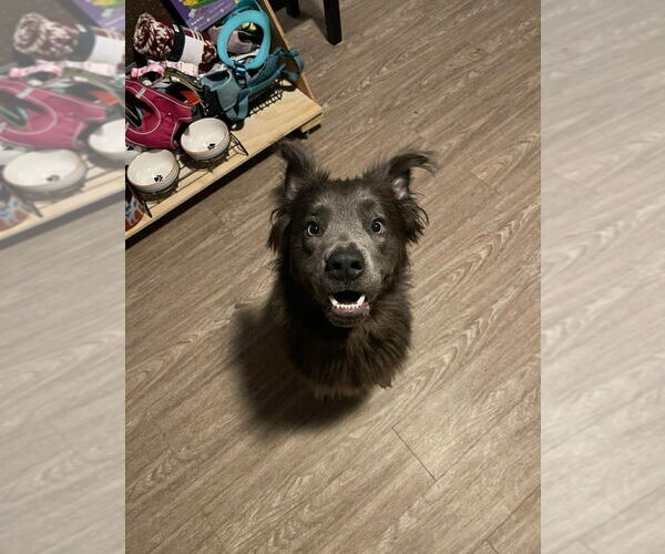 Medium Photo #4 Australian Shepherd-Unknown Mix Puppy For Sale in Foristell, MO, USA