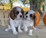 Small #6 Cavalier King Charles Spaniel