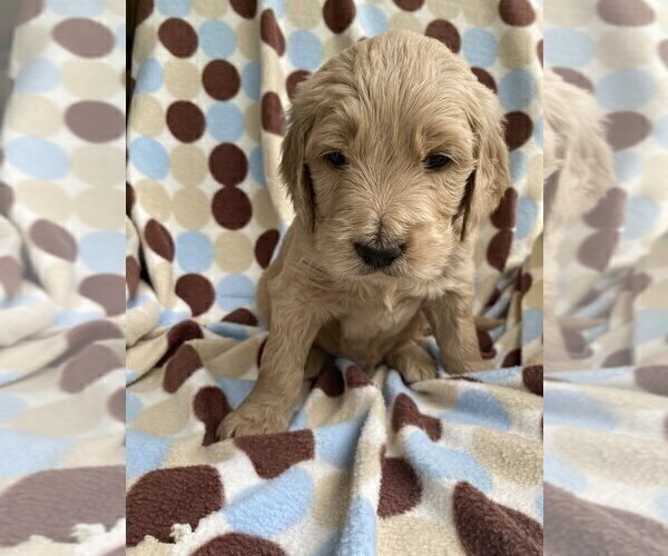 Medium Photo #6 Goldendoodle Puppy For Sale in PARKER CITY, IN, USA