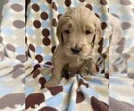 Small Photo #6 Goldendoodle Puppy For Sale in PARKER CITY, IN, USA