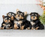 Small #1 Yorkshire Terrier