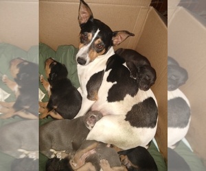 Mutt-Rat Terrier Mix Puppy for sale in SPRINGFIELD, OR, USA