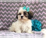 Small Photo #3 Zuchon Puppy For Sale in LAKELAND, FL, USA
