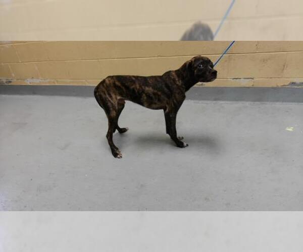 Medium Photo #1 Mutt Puppy For Sale in Tulsa, OK, USA