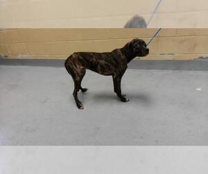 Mutt Dogs for adoption in Tulsa, OK, USA