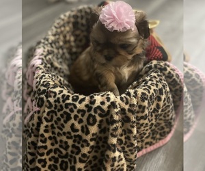 Shih Tzu Puppy for sale in BELLINGHAM, MA, USA