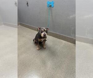Mutt Dogs for adoption in Las Vegas, NV, USA