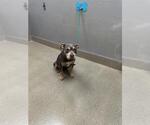 Small Mutt