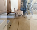 Small #3 French Bulldog