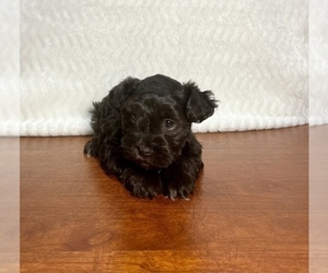 Schnauzer (Miniature) Puppy for sale in HOPKINSVILLE, KY, USA