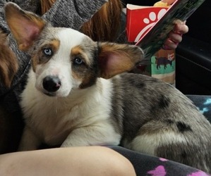 Pembroke Welsh Corgi Puppy for sale in MILTON, WI, USA