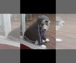 Small #19 Australian Shepherd