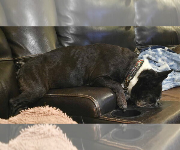 Medium Photo #3 Boston Terrier Puppy For Sale in Salt Lake City, UT, USA